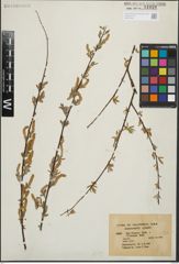 Foto von Salix hindsiana Benth.